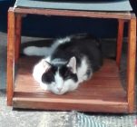 New cat house