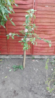 Surprise apple tree