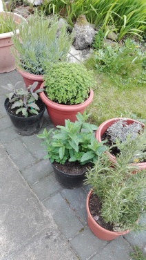 Herb pots