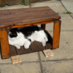 Cat-house-occupied-4